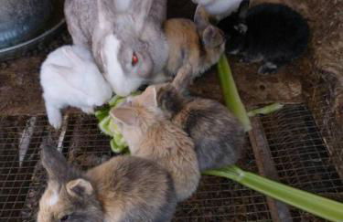 Country Mountain Escape! - Foto 43