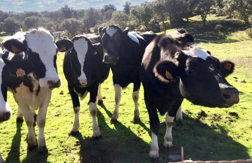 Welcoming House in Alcaracejos with Shared Pool - Foto 31