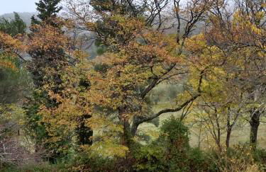 La Casetta di Ross - Foto 14