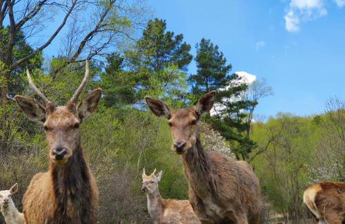 Ośrodek Wczasów Zdrowotnych Rudawka Rymanowska - Foto 40