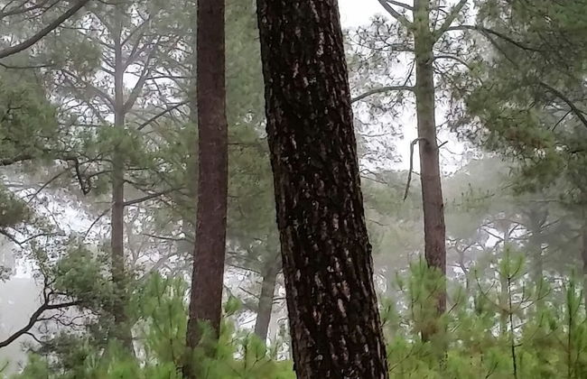 Cabanas Los Abuelos - Foto 13