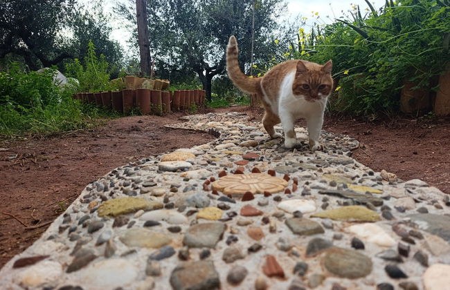 Cocoon Tent in an Olive Grove - Photo 26
