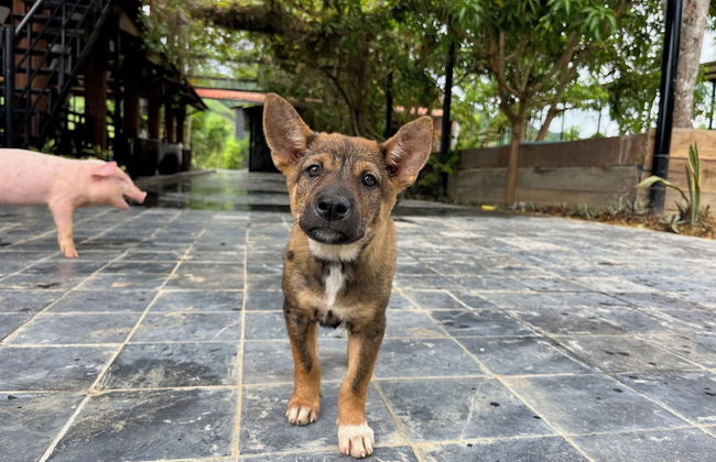 Nguyen Shack Retreat - Foto 47