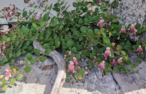 Apartments Kokotic - Photo 2