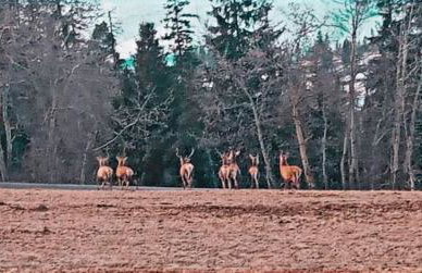 Domek JuKa - Foto 30