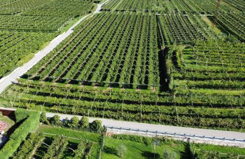 La Masera Holiday - Vigneto - Foto 10