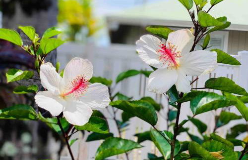 Tropical Retreat GuestHouse - Foto 29