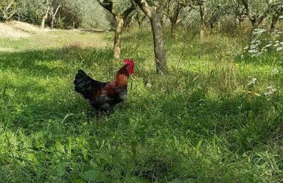 AGRITURISMO Casa Riz - Foto 15