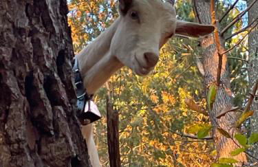 Gîte des 3 vallées - Le soleil des Cévennes - Foto 27