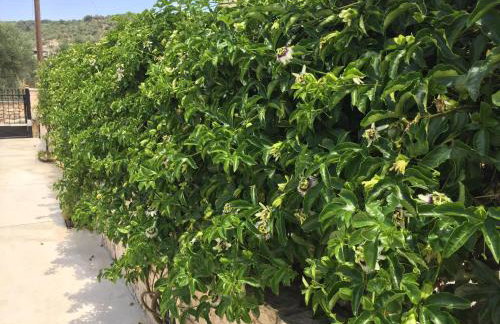 BIO Garden Stonehouse - Foto 52