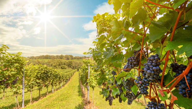 Temecula Private Day Trip - Foto 4