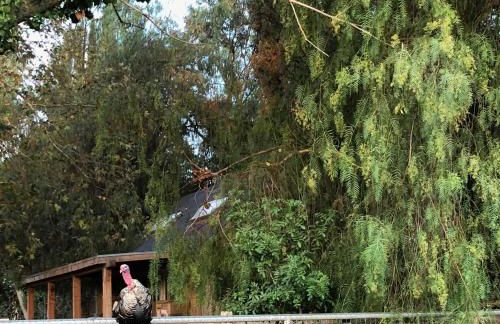 Wine Country Private Working Sheep Farm; Rustic Elegance - Foto 3