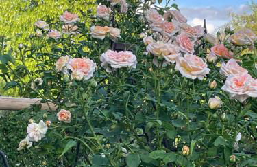 Ferienwohnungen Familie Sappl - Foto 23