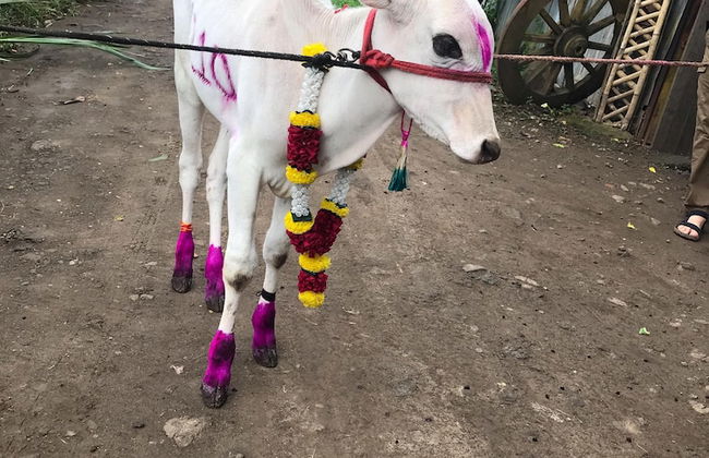 ingawale farmhouse - Photo 26