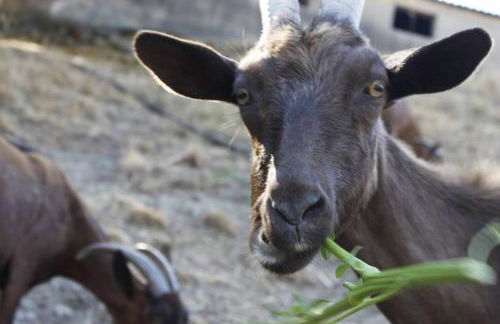 Meronas Eco House - Foto 27