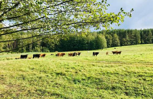 Srokowski Dwór 1 - Leśny Zakątek - Prywatna Sauna! - Foto 28