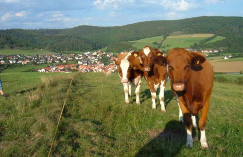 Ferienwohnungen Finke - Foto 67
