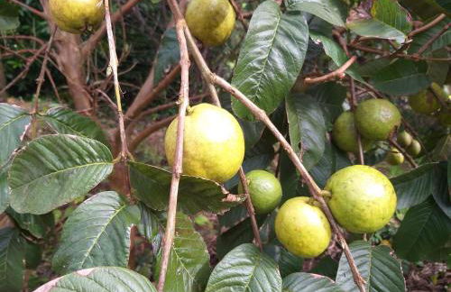 Quinta da Pavoa - Cottage House - Photo 40