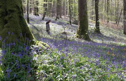 Les Hirondelles - Foto 7
