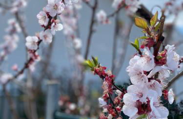 Daniela Apartments - Photo 15