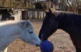 Doppelhaushälfte Nordwind vom Naturhof Usedom - Foto 37