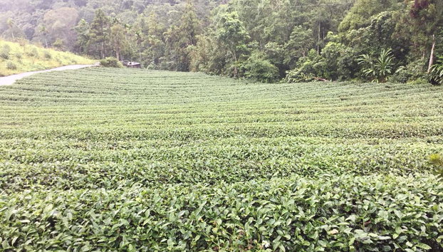 Pinglin & Elephant Mountain Tour - Foto 5