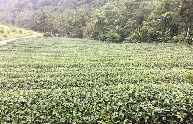 Excursión a Pinglin y la Montaña del Elefante - Foto 5