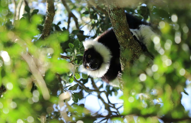 Tour privado de 9 días por Madagascar - Foto 3