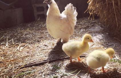 Agriturismo Tenuta Sant'Antonio - Foto 33