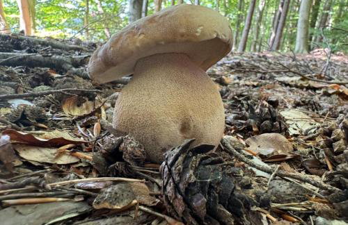 Łąkowy Zakątek Rybakowo - Foto 24