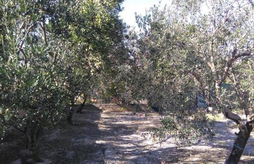 The Olive Garden - Foto 31