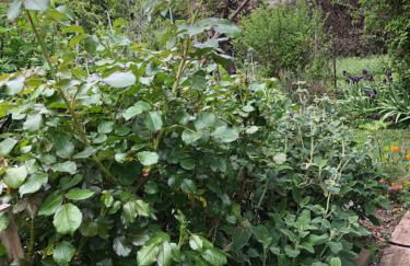 Condrieu et parking voiture vélo 2 ème étage - Foto 66