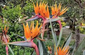 Residence Limoneto Ischia - Foto 28