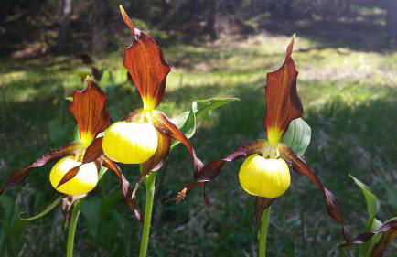 Café Landart im Thüringer Finistère - Foto 12