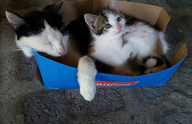 Steigmatt Bauernhof - Erlebnis - Foto 63