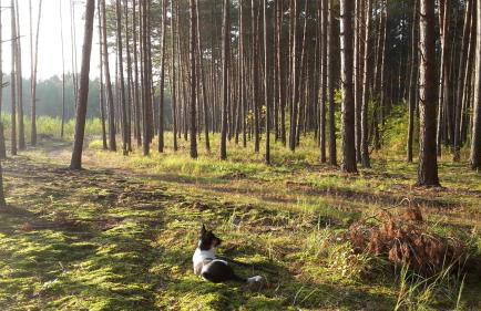 Agroturystyka Polana Harmonii - Foto 39