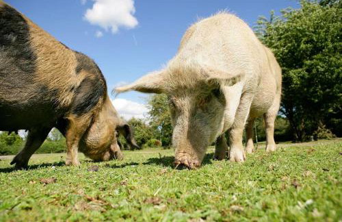 Luxury New Forest Barn, ideal for couples - Photo 67