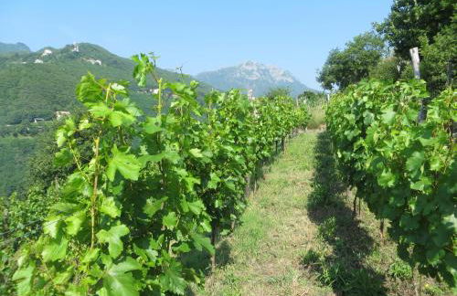 Ancient estate "Il Trignano" - Foto 30