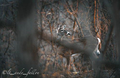 Luxe Spa Cabin: Hot Tub + Sauna + Fire - Foto 45