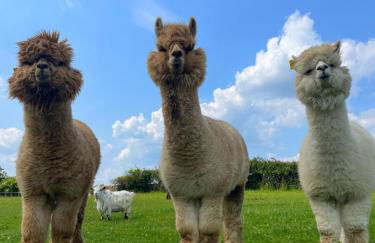 Mulberry House Farm The Garden Room - Foto 26