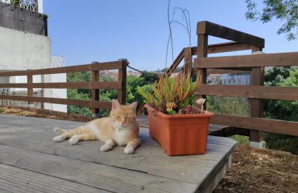 Blissful Garden Studio - Foto 24