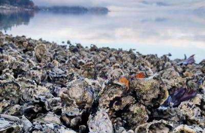 Hood Canal Resort in Union, WA - Foto 50