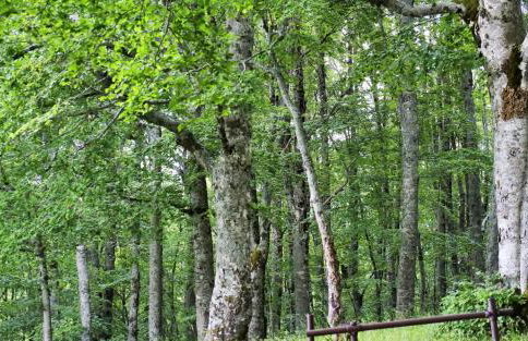 Le Case Nel Bosco Terminillo - Photo 73