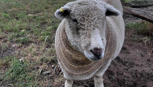 1 Bed in Eye- oc-34390 - Foto 4, Other