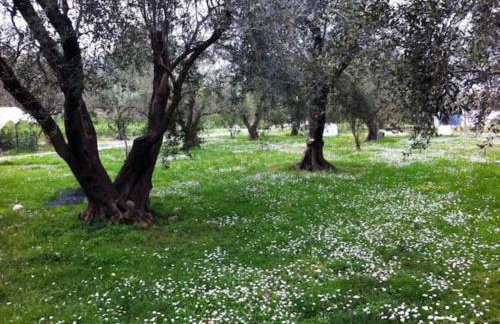 Green House!!! - Foto 31