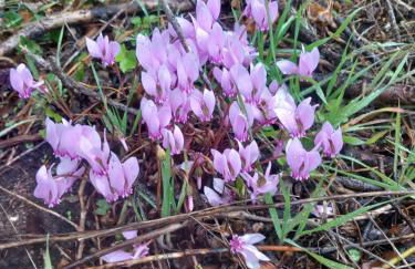 Maison 6 couchages avec jardin au coeur des châteaux de la Loire - Foto 13