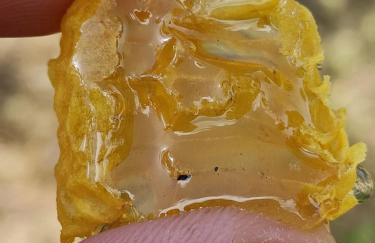 Agriturismo Collomici - Foto 19