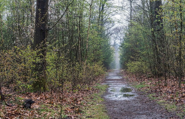 Beautiful Holiday Chalet in Emst With a Private Garden - Photo 34