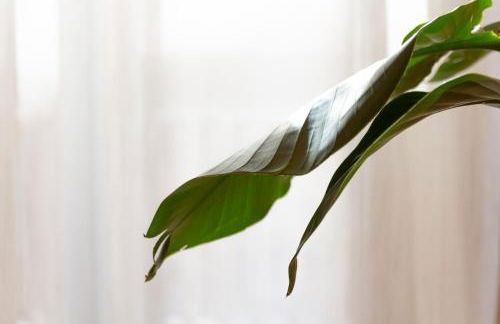 Serenity Luxury Estates - Foto 34