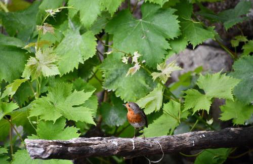 SABINOSA RURAL AREA Casa Benito - Foto 7
